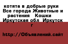 котята в добрые руки - Все города Животные и растения » Кошки   . Иркутская обл.,Иркутск г.